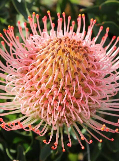 Leucospermum Ayoba Pink