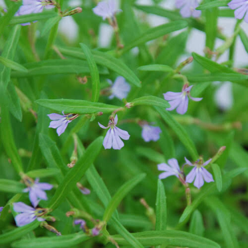 Lobelia Alata
