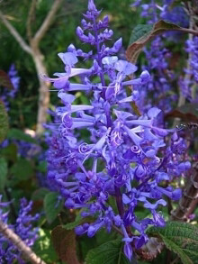 Plectranthus Saccatus Blue 