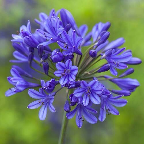 Agapanthus Africanus New Blue