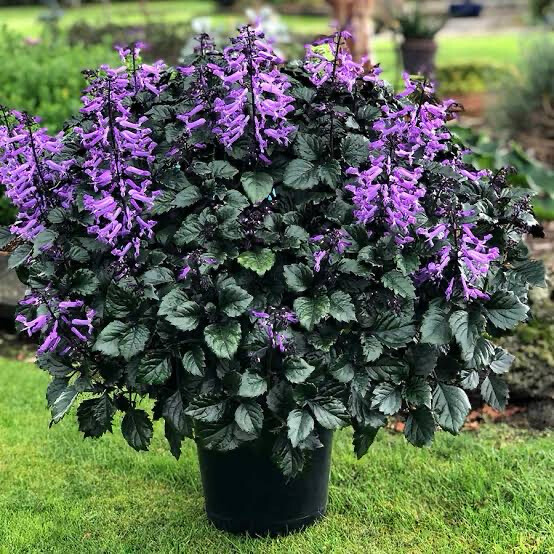 Plectranthus Saccatus