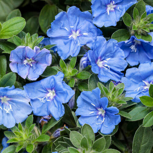 Evolvulus ‘Blue My Mind’