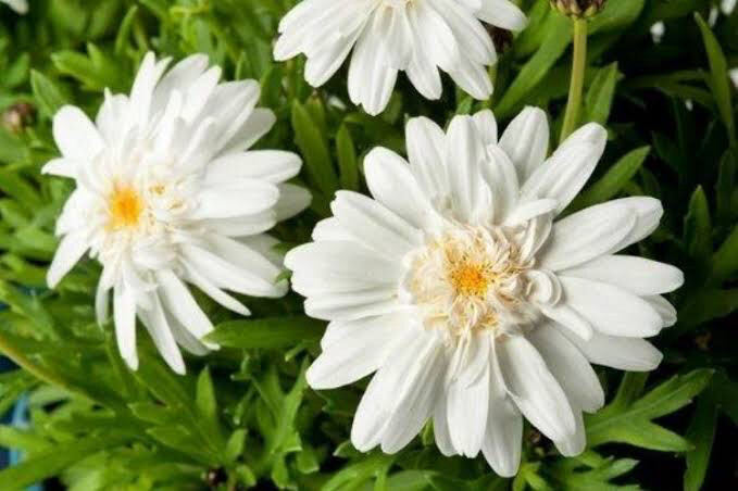 Argyranthemum Madeira Double White