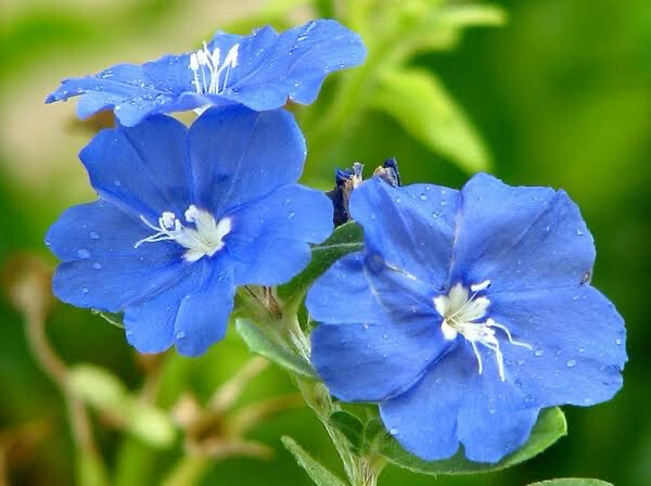 Evolvulus Glomerata Blue Daze
