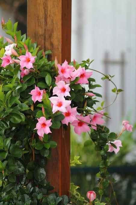 Mandevilla Laxa Trellis