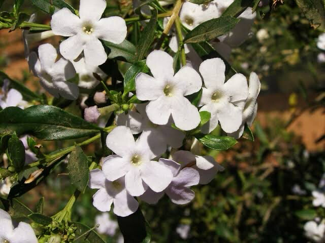Freylinia Tropica White