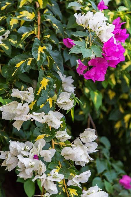 Bougainvillea Turkish Delight