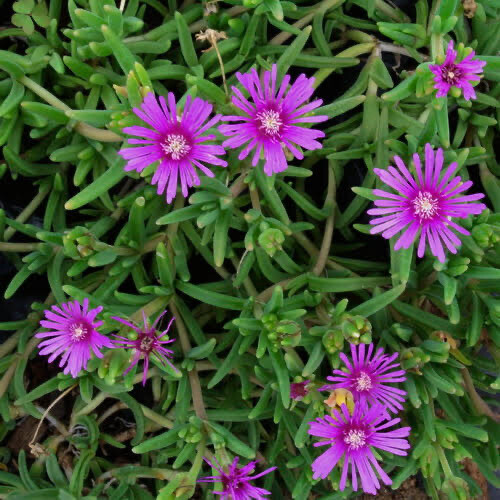 Delosperma Lydenbergensis
