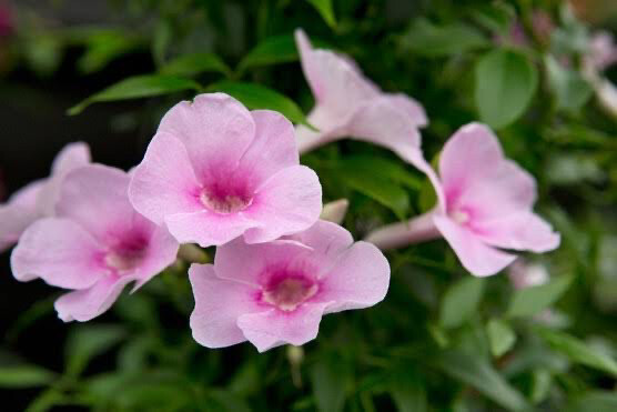 Pandorea Jasminoides Rosea