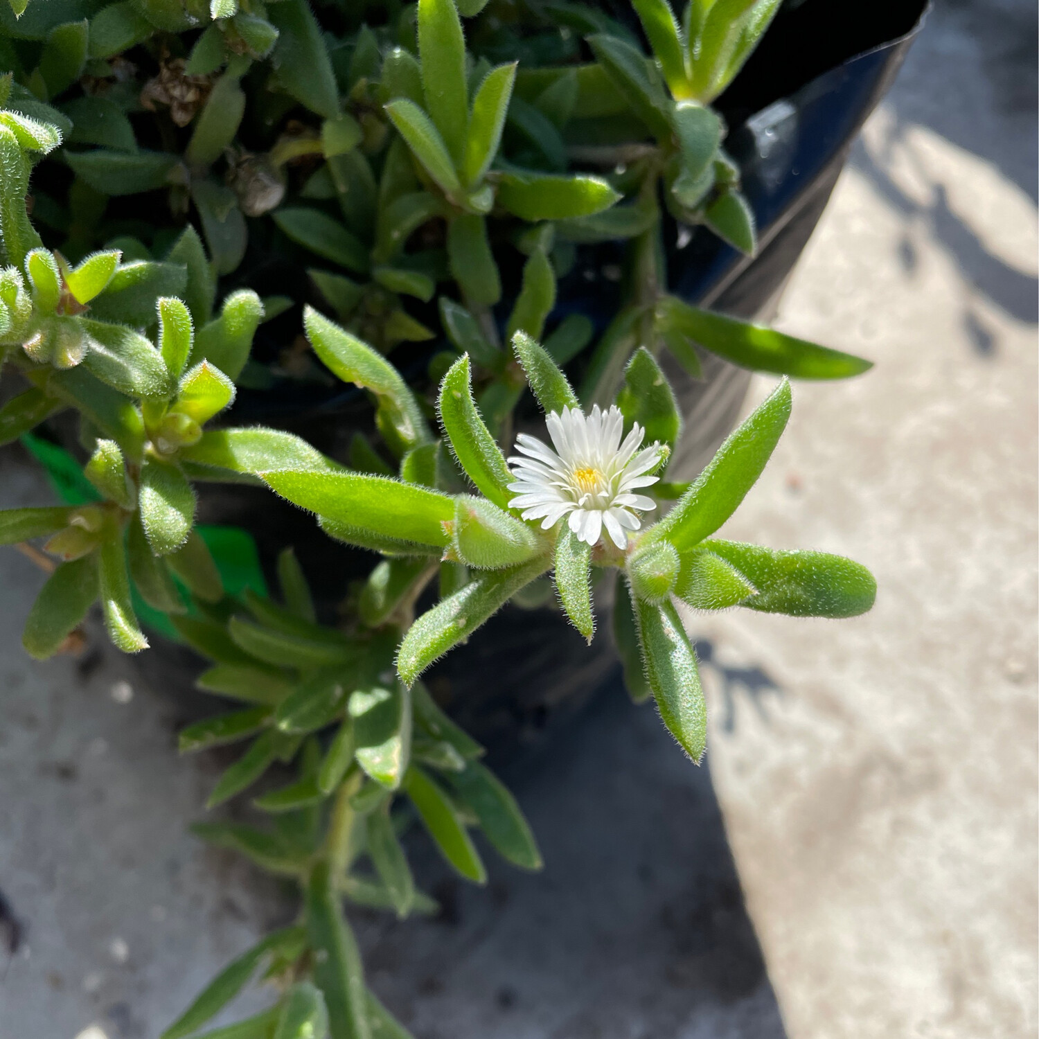 Lampranthus Small White