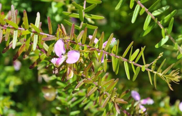 Polygala Gazensis