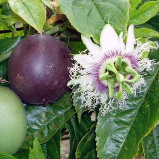 Granadilla Ester