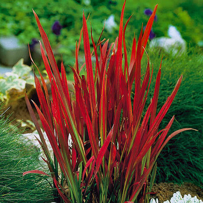 Imperata ‘Red Baron’