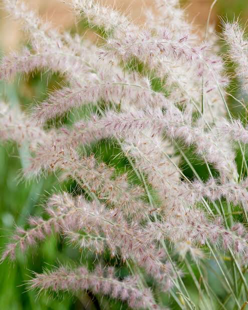 Pennisetum Orientale