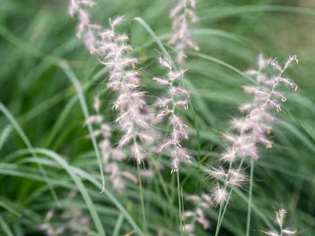 Pennisetum Orientale