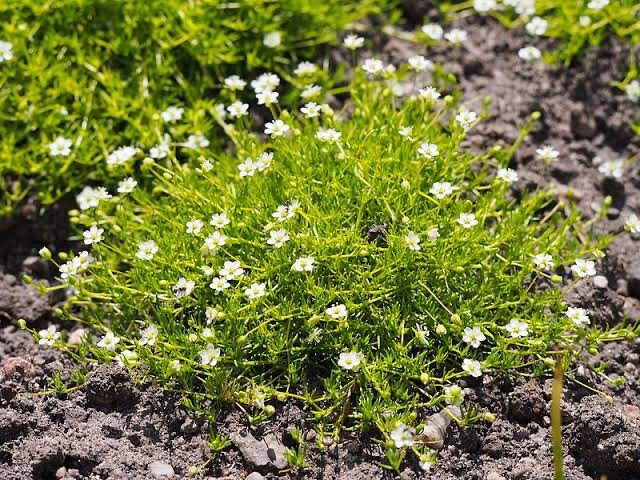 Sagina Subulata Aurea