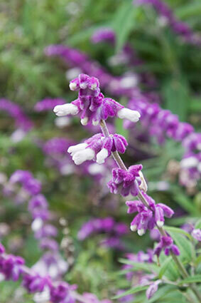 Salvia Leucantha