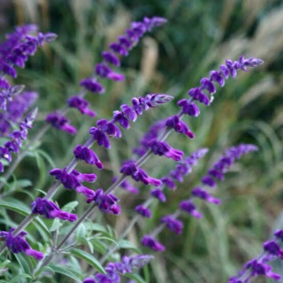 Salvia Leucantha Dark Purple