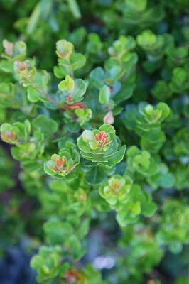 Searsia Crenata ‘Alex’