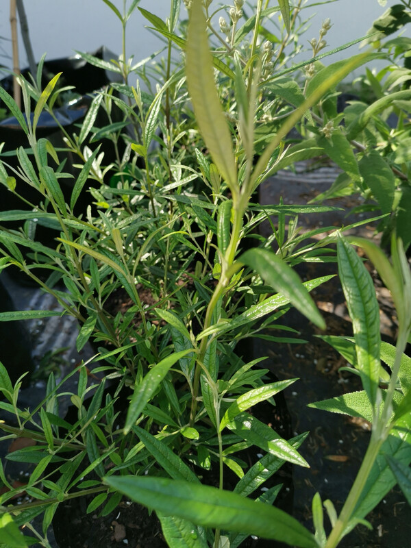 Buddleja saligna