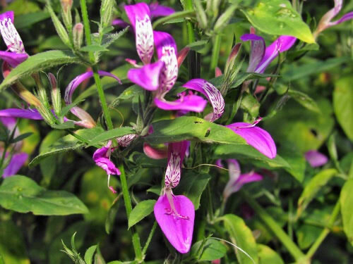 Dicliptera Cernua