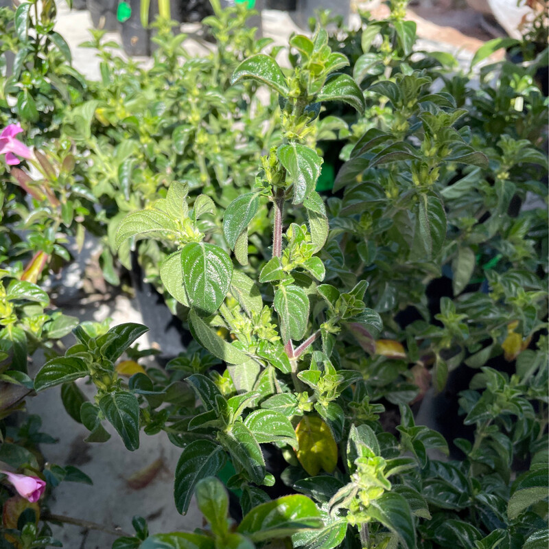 Barleria Obtusa Blue