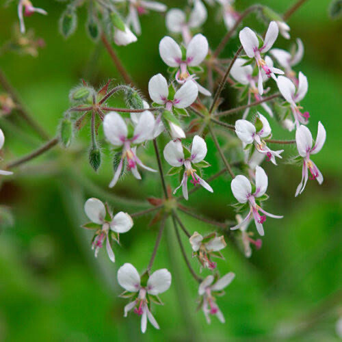 Pelargonium Tomentosum