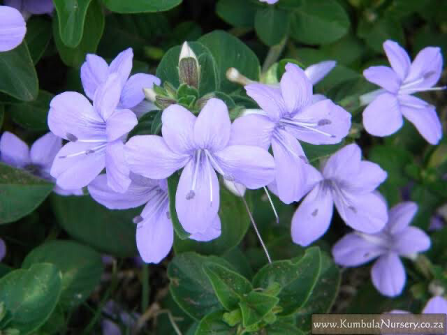 Barleria Obtusa Blue