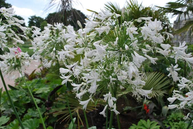 Agapanthus Africanus alba
