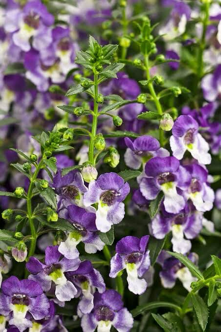 Angelonia &#39;Wedgewood Blue&#39;