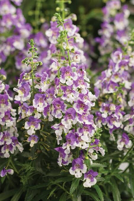 Angelonia 'Wedgewood Blue'