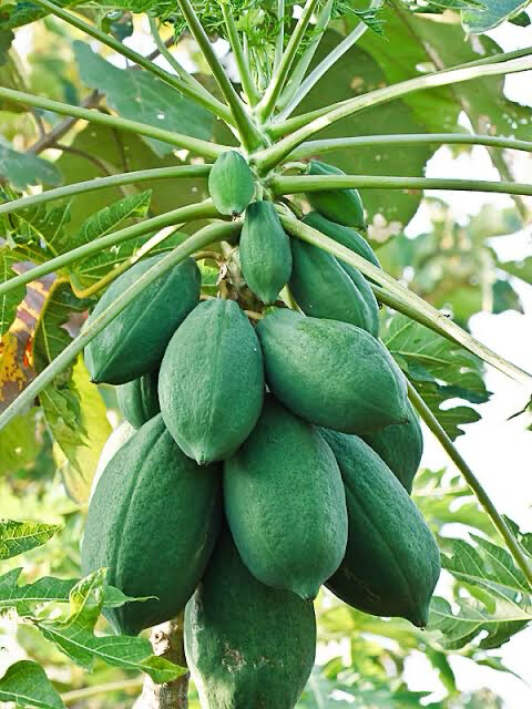 Carica Papaya ‘Sweet Papaya’