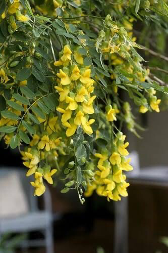 Calpurnea Aurea