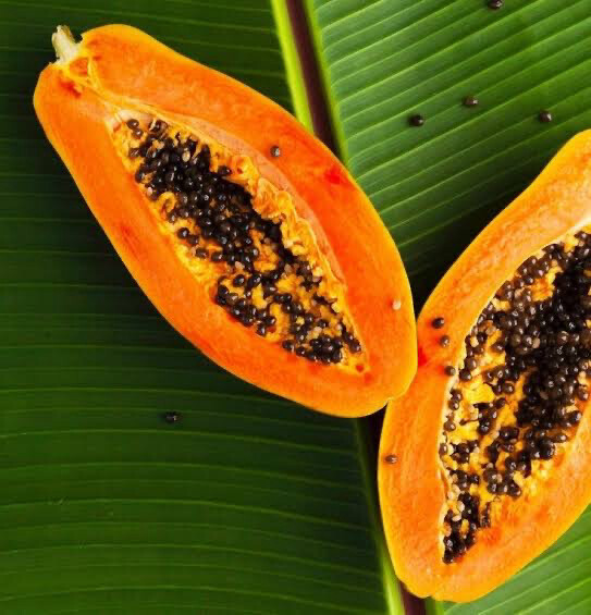 Carica Papaya ‘Sweet Papaya’