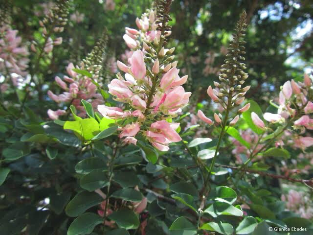 Indigofera Jucunda