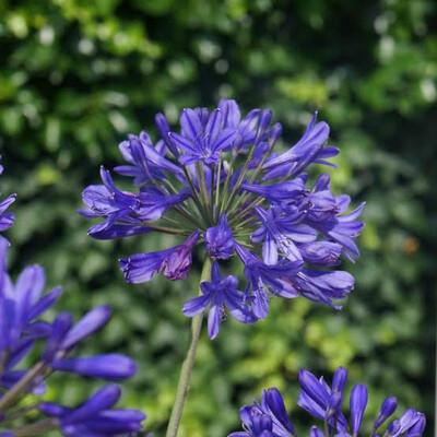 Agapanthus Africanus Beautiful Blue