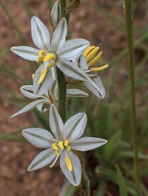 Anthericum Saundersiae