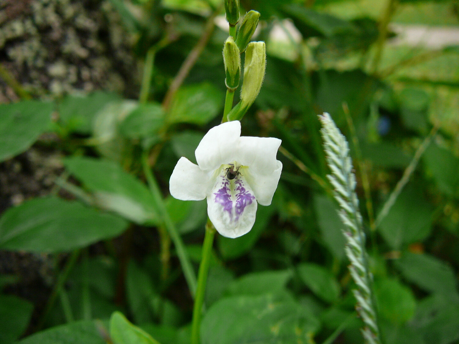 Asystasia Gangetica