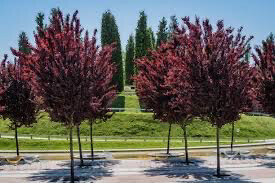 Prunus Cerasifera Nigra