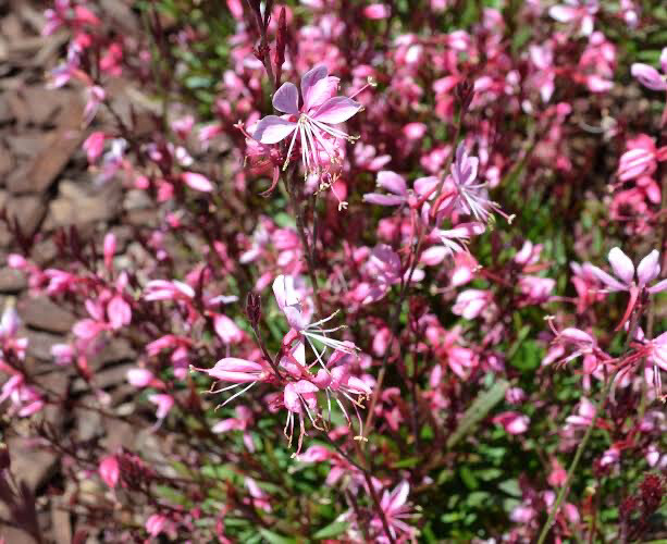 Gaura Compact Pink