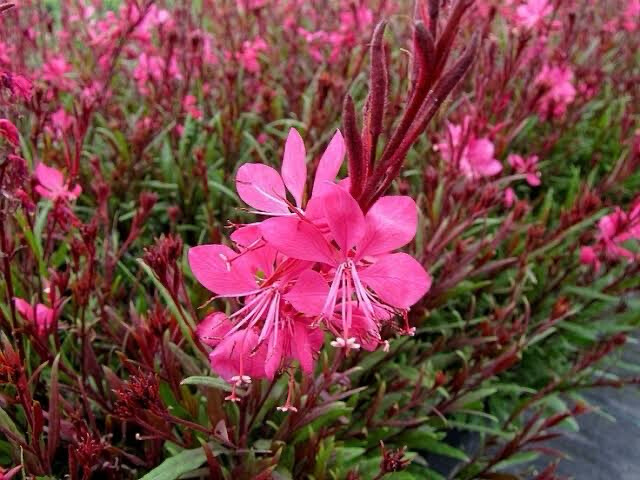 Gaura Dark Pink