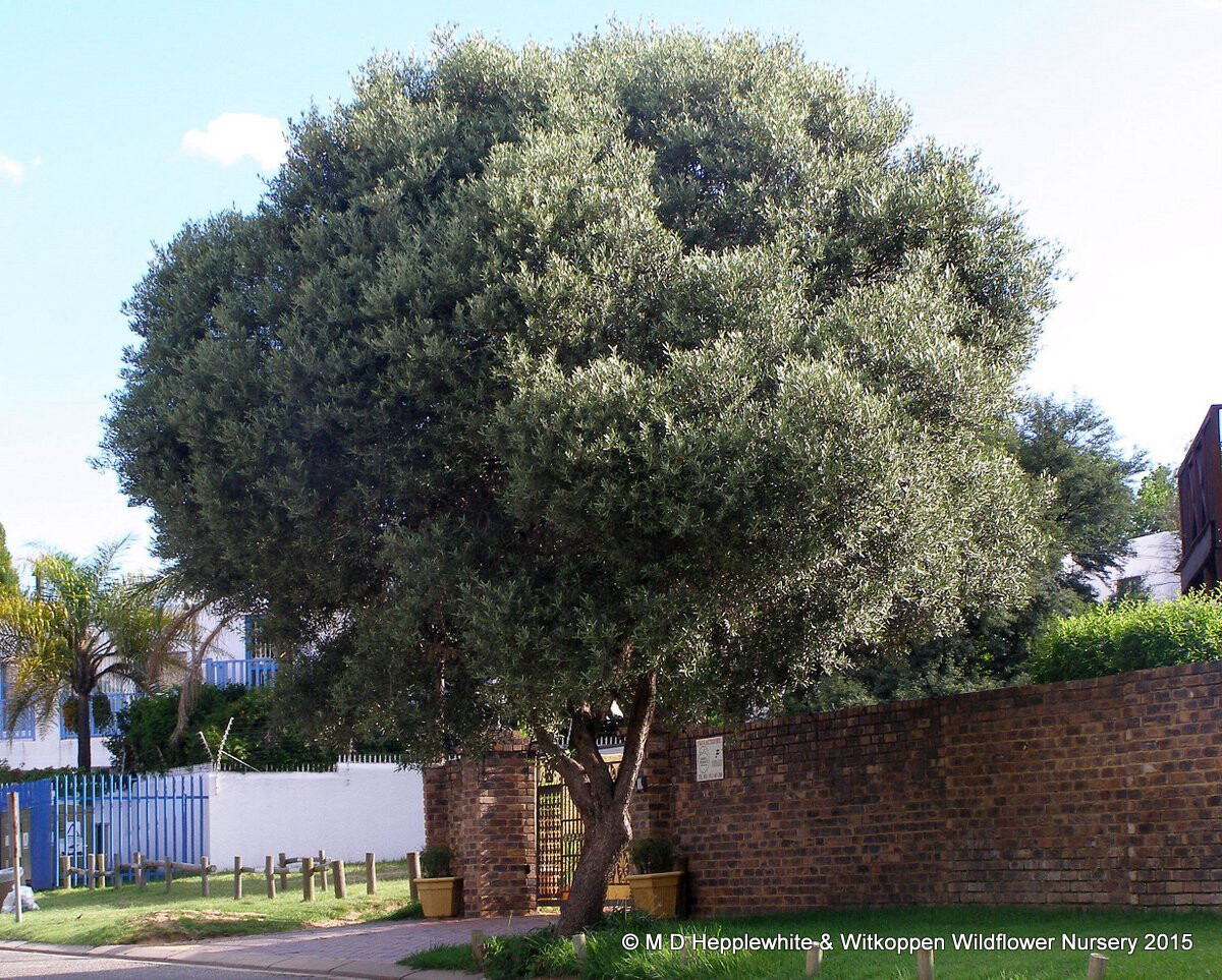 Olea europaea subsp. africana