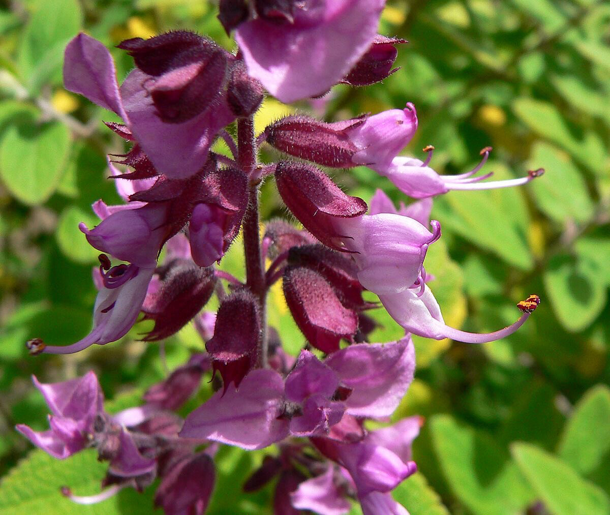 Syncolostemon Obermeyerae