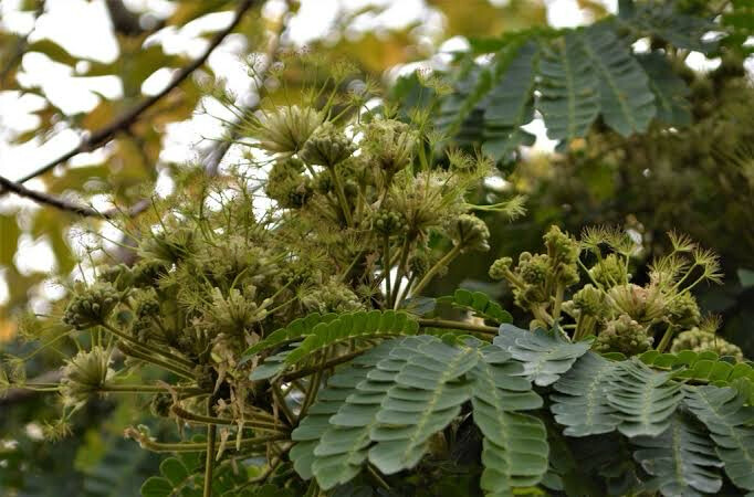 Albizia Adianthifolia
