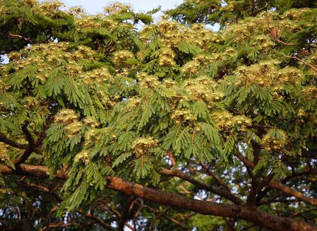 Albizia Adianthifolia