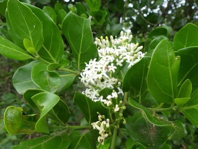 Psydrax Obovata Sub Obovata
