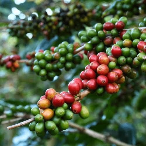 Arabica Coffee