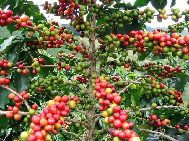 Arabica Coffee
