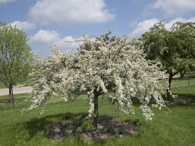 Malus White Weeping