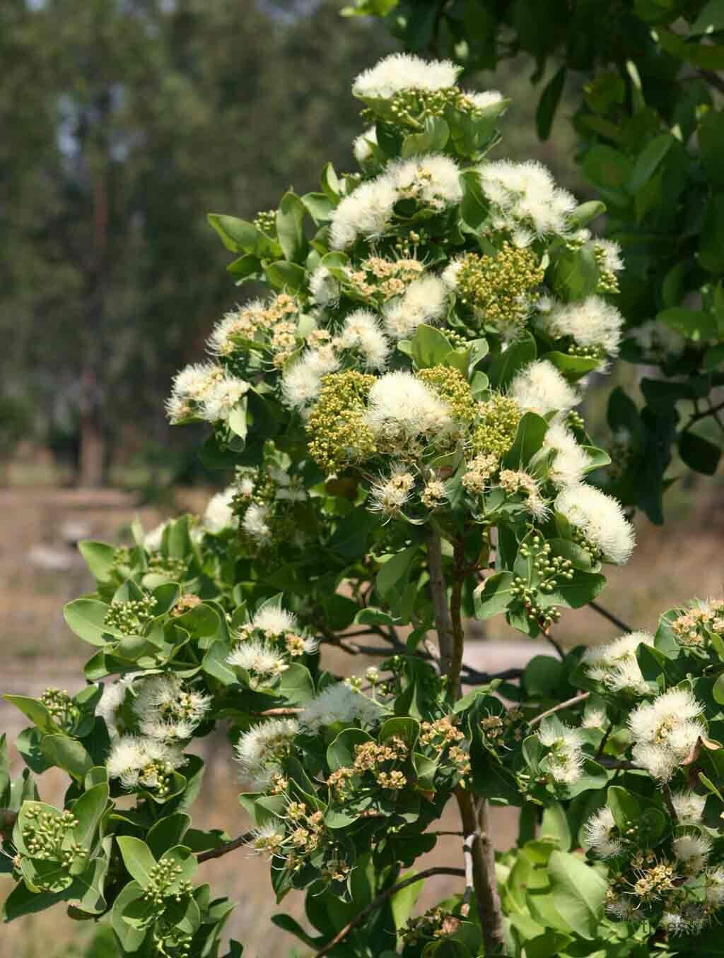 Syzigium cordatum 